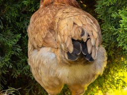 Fotowalk - Bodensdorf - Carinthia Austria